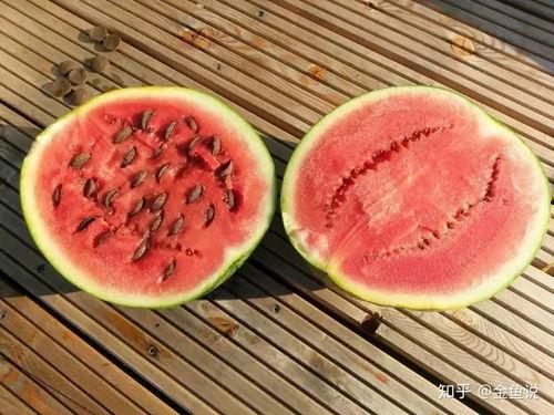 梦见金鱼吃瓜,金鱼吃瓜的奇幻之旅  第3张