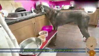 优雅吃瓜侠,揭秘娱乐圈幕后风云  第3张