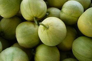 怀孕了可以吃小瓜吗,小瓜在孕期中的适宜食用与注意事项